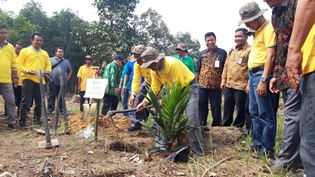 Pemkab Sukamara Bantu Bibit Kelapa Sawit Bersertifikat